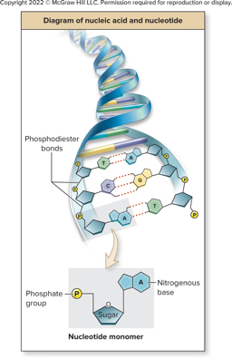 <ul><li><p><strong>Small intestine:</strong> Pancreatic nucleases break down DNA & RNA into nucleotides</p></li><li><p><strong>Brush border enzymes:</strong></p><ul><li><p><strong>Phosphatase: </strong>breaks bonds holding phosphate</p></li><li><p><strong>Nucleosidase: </strong>breaks bond between sugar and nitrogenous base</p></li></ul></li><li><p><strong>Components absorbed</strong> across epithelium of small intestine</p><ul><li><p>Phosphate, sugar, nitrogenous base</p></li></ul></li></ul><p></p>