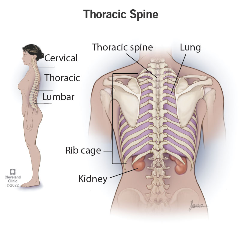 <p>pertaining to the chest or spinal region (thorax)</p>