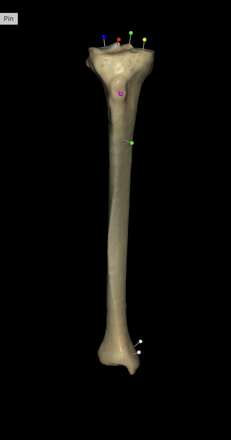 <p>On the right tibia what is the blue tag located?</p>