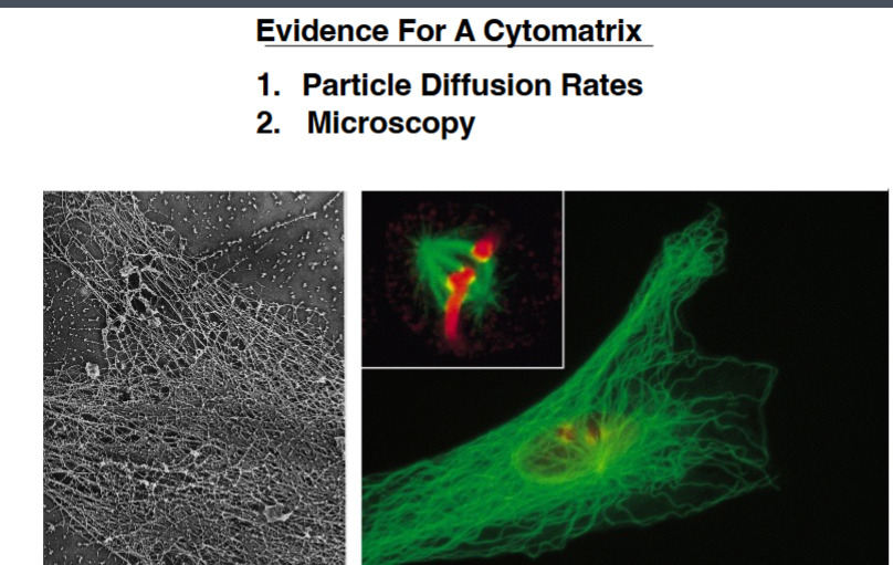 <p><span style="background-color: transparent;"><strong>&nbsp;&nbsp;Evidence for a Cytomatrix (Cytoskeleton)</strong></span></p>