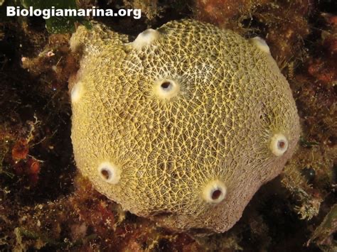 <p>Ircinia retidermata</p>