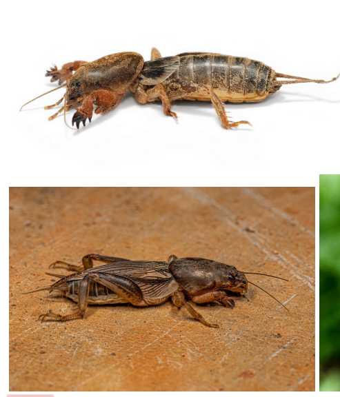 <p>What is the name of this bug </p>