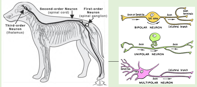 <p>Information about pain is carried in – spinothalamic tract</p><p></p><p>Begin with the <strong>primary afferent neuron (first-order neuron) - </strong>info arriving from environment, taken by first order neuron, synapsing in spinal cord, then second info transfered to the brain</p><p></p><p>Terminate in the brain</p><p></p><p>most correct term is pseudounipolar - but one axon</p>