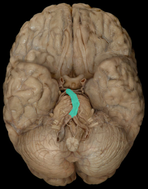<ul><li><p><strong>Origin: </strong>Junction of paired vertebral arteries</p></li><li><p><strong>Course: </strong>Unpaired (midline) vessel ascends on anterior (ventral) surface of pons</p></li><li><p><strong>Distribution: </strong>Pons and Cerebellum</p></li><li><p><strong>Branches: </strong>Pontine, Anterior inferior cerebellar, Superior cerebellar, and Posterior cerebral</p></li></ul><p></p>
