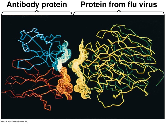 <ul><li><p><span style="font-family: "Gill Sans MT";">Functions of proteins depend on recognition and binding to other molecules</span></p></li><li><p><span style="font-family: "Gill Sans MT";">Antibodies bind to antigens on viruses/bacteria and mark them for destruction</span></p></li><li><p><span style="font-family: "Gill Sans MT";">Morphine, heroin, and other opiates mimic shape of naturally occurring endorphins</span></p></li></ul><p><span style="font-family: "Gill Sans MT";"><strong>Endorphins are neuropeptides.</strong></span></p><ul><li><p><span style="font-family: "Gill Sans MT";">Fit into protein receptors and trigger a cellular, then physiological response</span></p></li></ul><p></p>