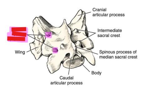 <p>Q: The …… transmit the dorsal divisions of the sacral spinal nerves and spinal vessels. </p><p>A. Pelvic Sacral Foramina </p><p>B. Transverse Foramina </p><p>C. Dorsal Sacral Foramina </p><p>D. Alar Foramina</p>
