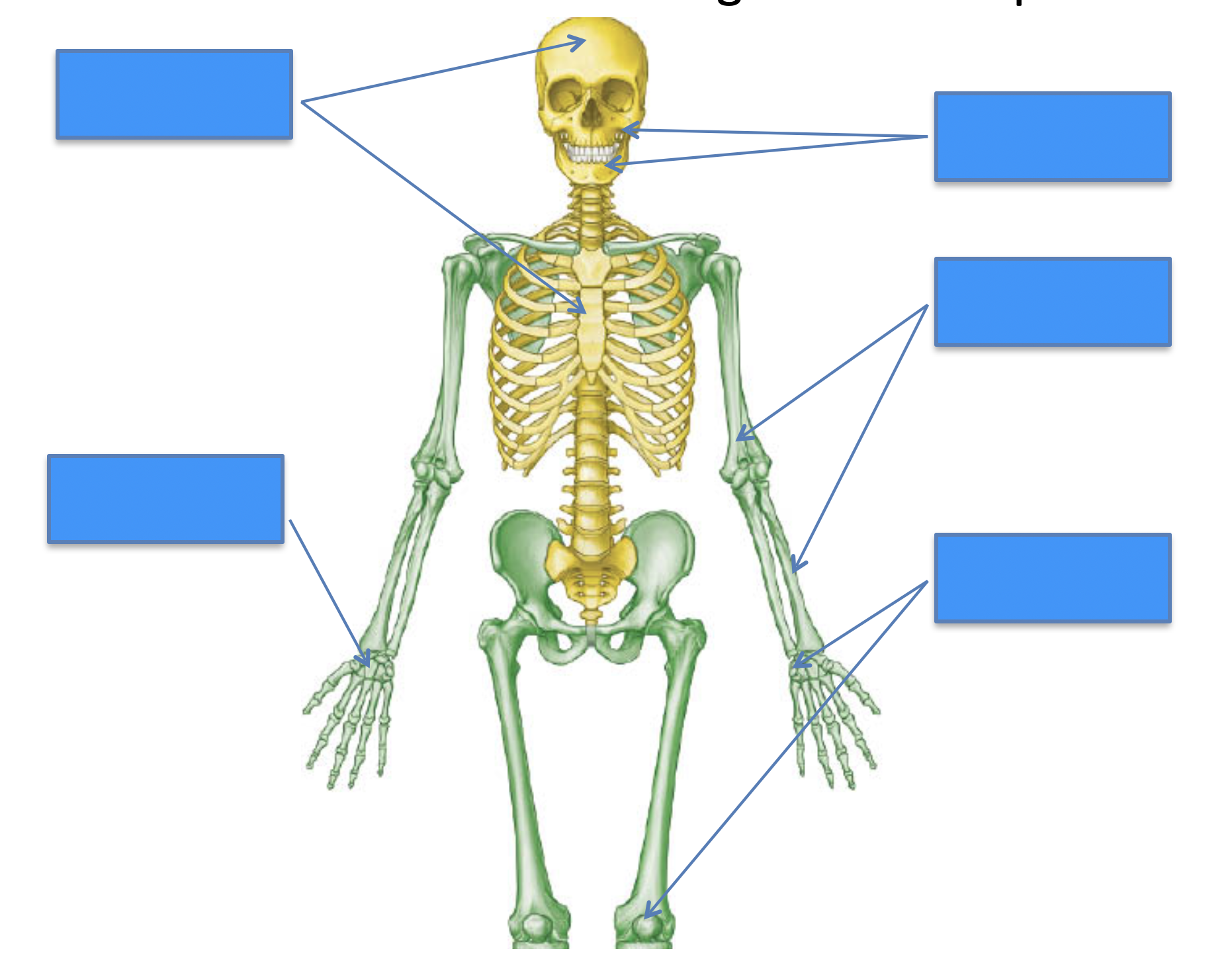 <p>Identify the five bone-shape categories shown in the image.</p>
