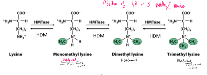<ul><li><p>added to lysine of histone tails</p></li><li><p>recruits regulatory proteins (chromatin remodelers or repressors/activators)</p></li><li><p>can activate/repress gene expression</p></li><li><p>does not affect lysine charge</p></li><li><p>can add 1, 2, or 3 methyl groups</p></li></ul><p></p>