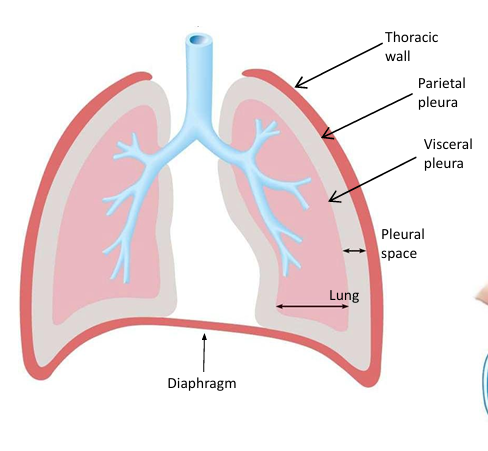 membrane covering the lung surface