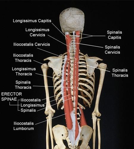 <p>iliocostalis</p>