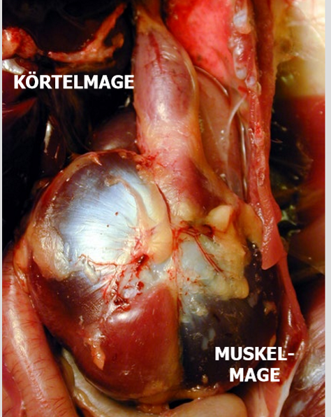 <p>Fågels magsäck, beskrivning och artvariationer</p>