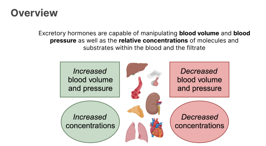 <p>Excretory hormones are capable of <strong>manipulating blood volume</strong> and <strong>blood</strong></p><p><strong>pressure </strong>as well as the relative <strong>concentrations </strong>of <strong>molecules </strong>and substrates within the blood and the filtrate</p>