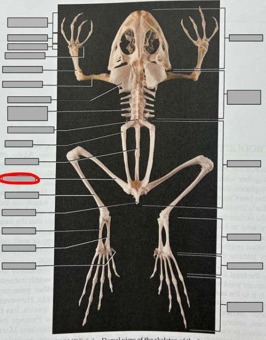 <p>What part of the organism is this?</p>