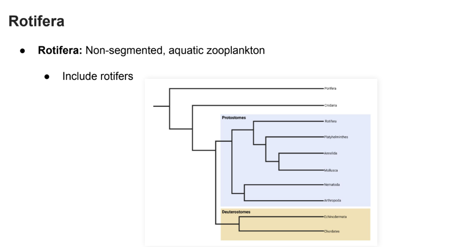 <p><strong>Non-segmented aquatic zooplankton</strong></p><ul><li><p>Rotifers</p></li></ul><p></p>