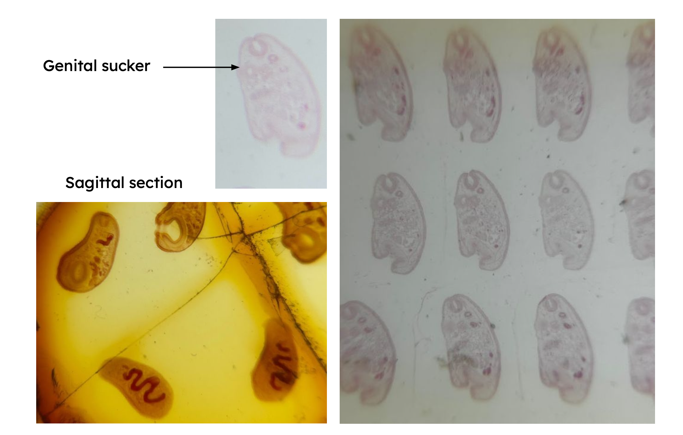 <p>Identification:</p><p>Common name:</p><p>Organ loc: </p><p>Intermediate Host:</p><p>Definitive Host:</p><p>Family:</p>
