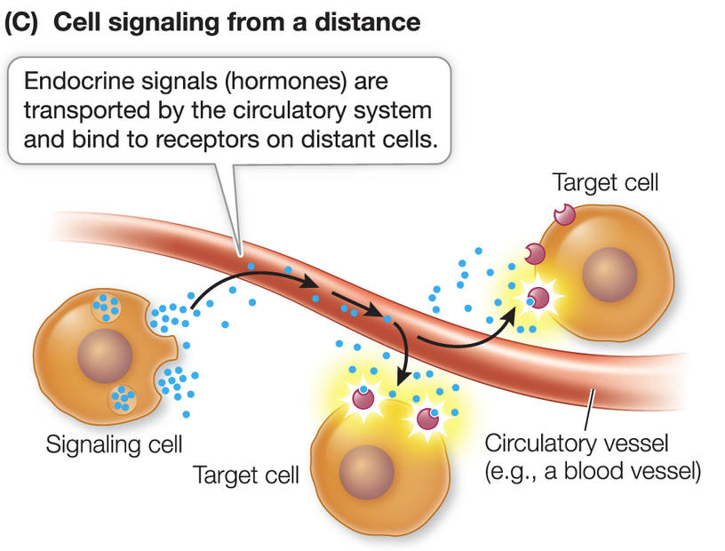 <p>Endocrine signaling</p>