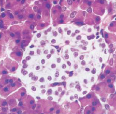 <p>-~1-2 million per pancreas, mainly in tail</p><p>-Origination from endoderm (same origin as acini)</p>