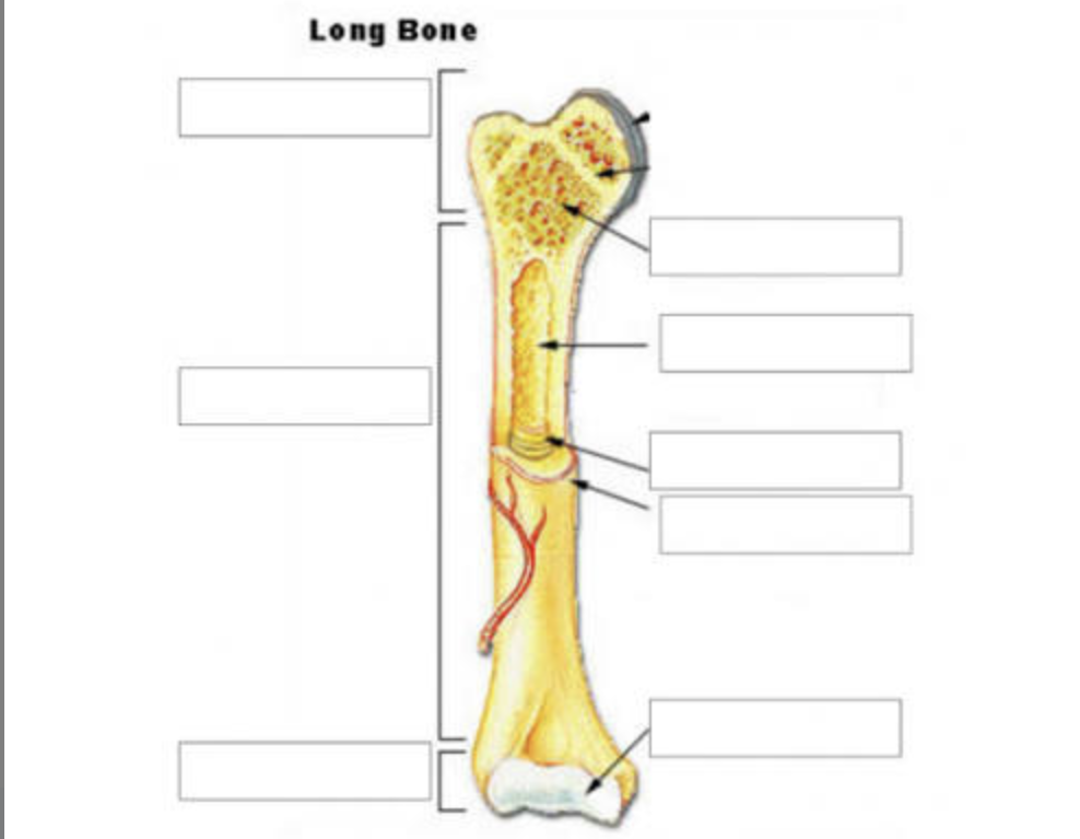 <p>Long Bone Anatomy</p>