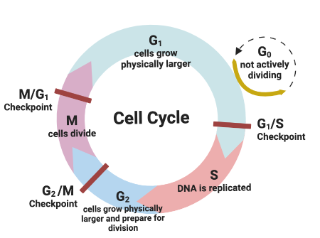 <p>What is the G0 phase</p>