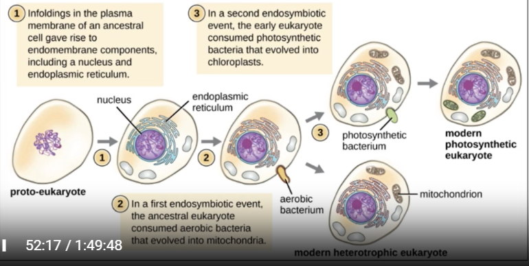 <p><span style="background-color: lime;">ne cell engulfs another leading to symbiotic relationship, benefits both organisms. = how prokaryotes gave rise to first eukaryotic cells</span>. BY <span style="background-color: rgb(204, 255, 255);">LYNN MARGULIS in 19060s</span></p>