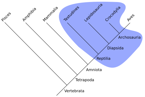 <p>an ancestral species and SOME of its descendants</p>