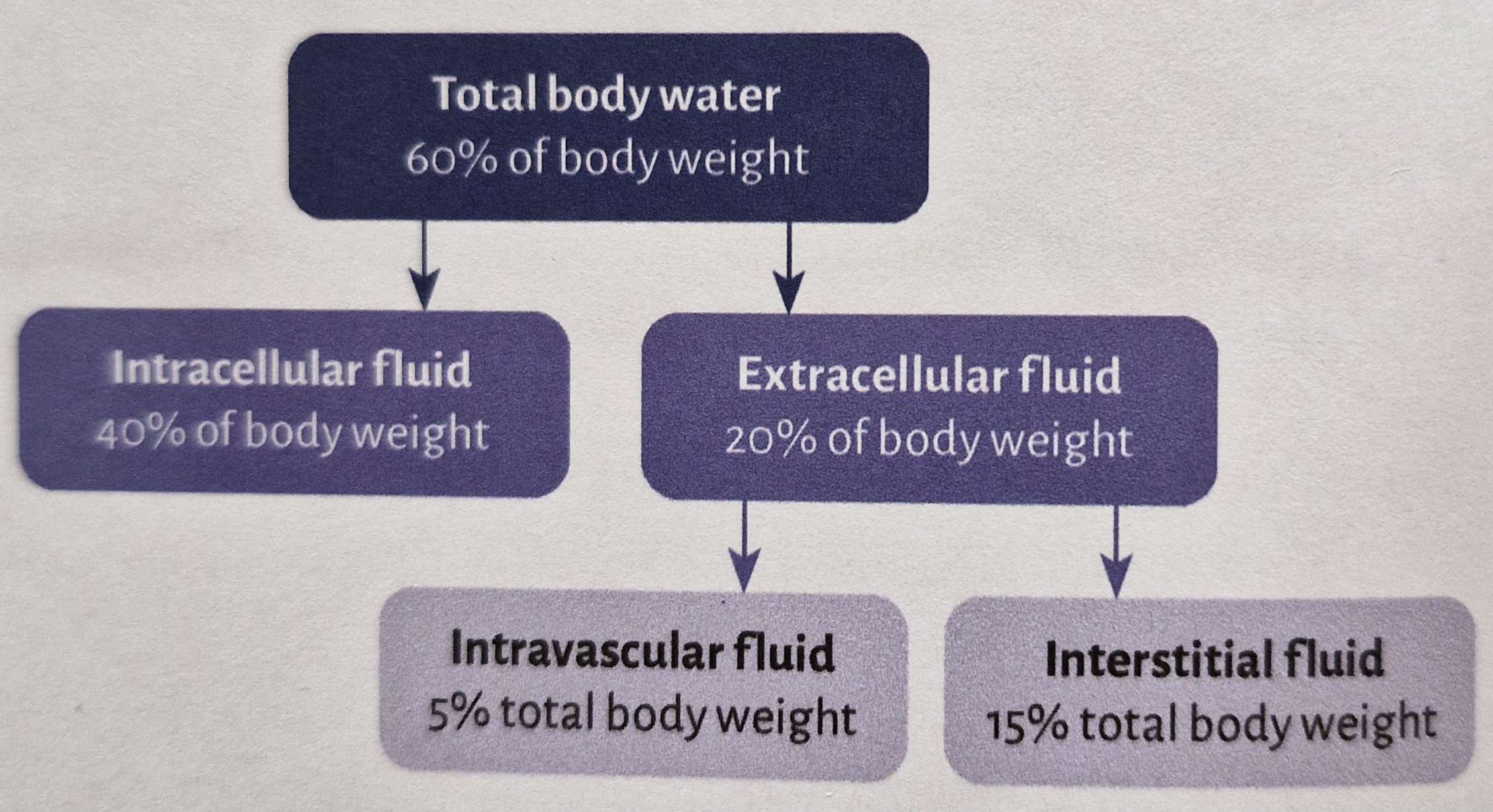 <p>60% of total weight of adult body is water.</p><p class="has-focus">Divided into:</p><ul><li><p class="has-focus"><strong>Extracellular fluid (ECF)</strong> (20%): further subdivided into: » <strong>plasma</strong> (5%)(intravascular volume)</p></li></ul><p class="has-focus">» <strong>interstitial fluid</strong> (15%)(which bathes the body's cells)</p><ul><li><p class="has-focus"><strong>Intracellular fluid</strong> (40%)</p></li></ul><p class="has-focus">(There is a separate category called <strong>transcellular</strong> <strong>fluid</strong> (synovial and CSF fluid) which only comprises a small precentage of total body water)</p><p></p>