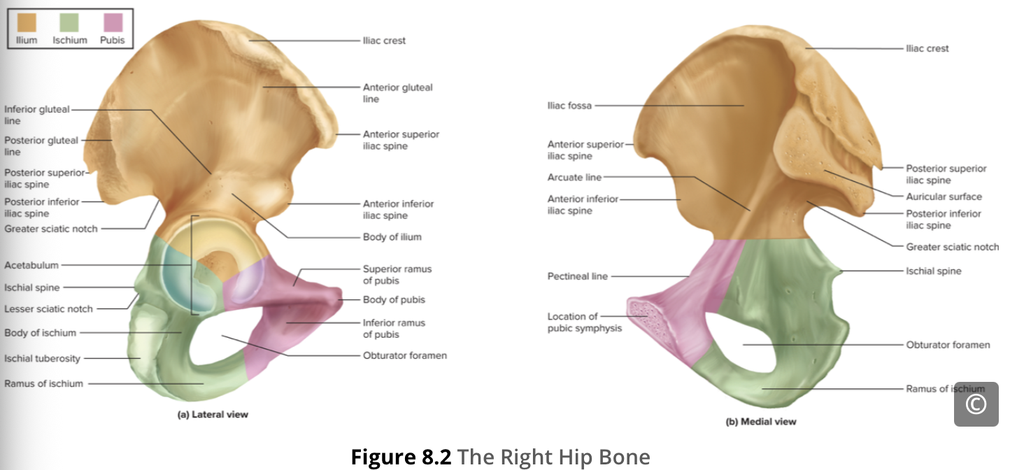 <p><span> The bony pelvis is the entire structure formed by the two hip bones, the sacrum, and the coccyx. The coccyx, also known as the tail bone, is attached inferiorly to the sacrum (Figure 8.1).</span></p>