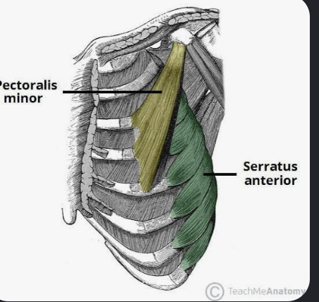 <p>Actions- Protracts scapula, upwardly rotates scapula, holds scapula against the thoracic wall.</p><p>Functional Groups-</p><p>Synergists- Pectoralis minor, trapezius.</p><p>Antagonists- Rhomboid major, rhomboid minor, middle trapezius.</p>