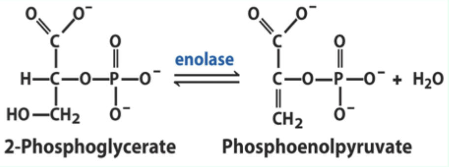 <p><strong>Reversible</strong> <strong>dehydration</strong> of 2-phosphoglycerate to phosphoenolpyruvate.</p>
