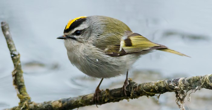 <p>Golden-crowned Kinglet</p>