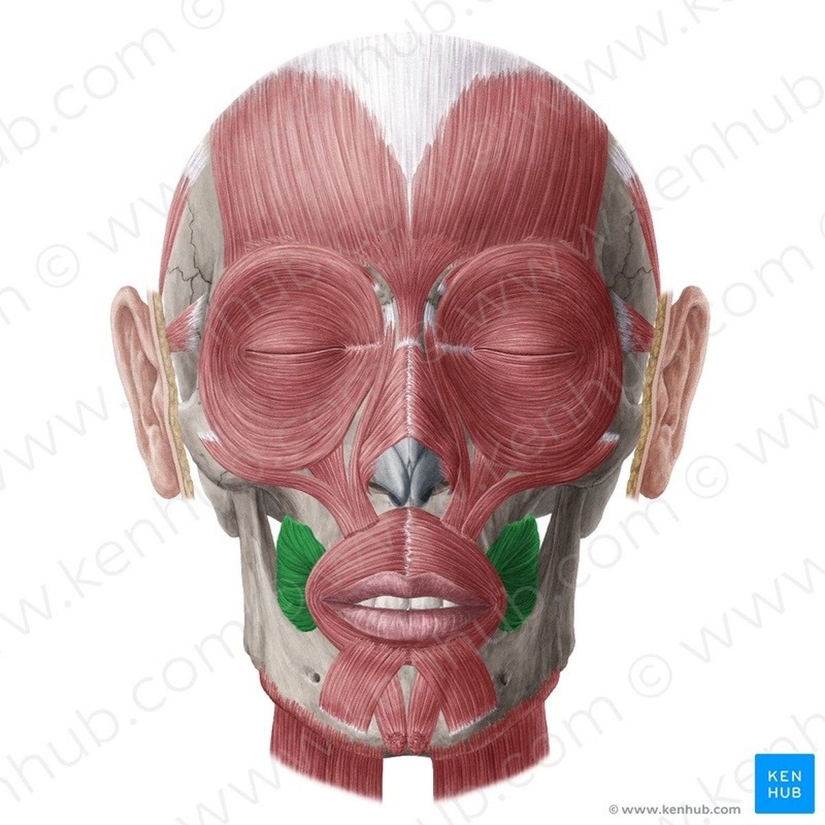 <p>Name this muscle</p>