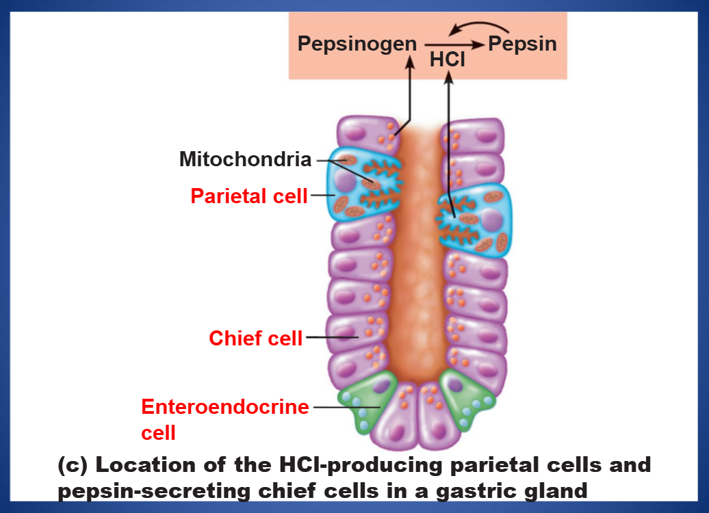 <ul><li><p>LOCATION: stomach</p></li><li><p>SECRETORY CELL: enteroendocrine G cells in the stomach </p></li><li><p>FUNCTION: stimulate gastric juice secretion and motility</p></li></ul><p></p>