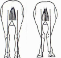 <p>Which is a very common conformational flaw of the hind limb in horses?</p>