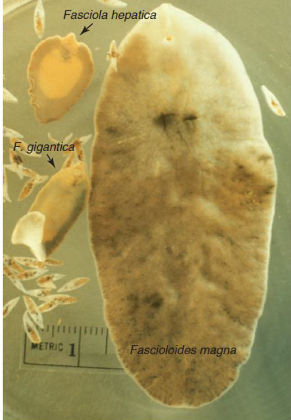 <p>Name this Trematode: Common and scientific</p>