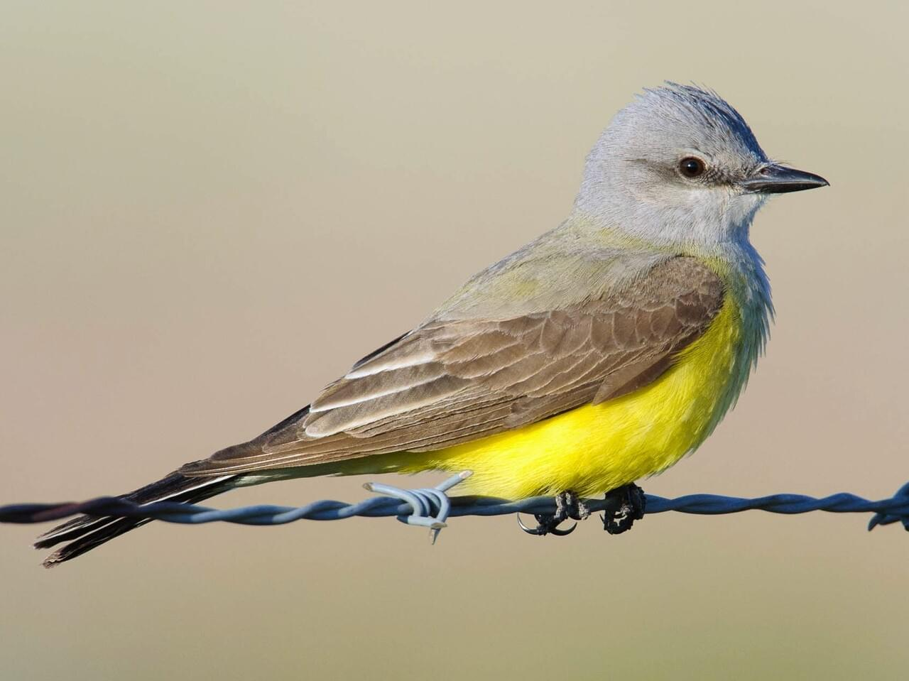 <p>Western kingbird </p>