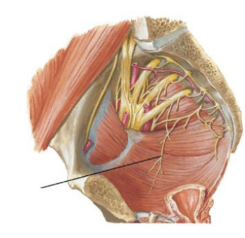 <p>identify the nerve being pointed with the line in the diagram</p>