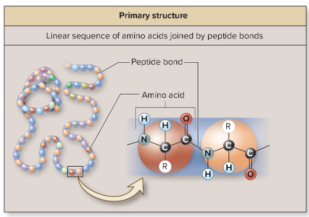 <p>linear sequence of amino acids</p>