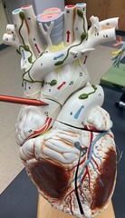 <p>the ascending part of the aorta as it emerges from the left ventricle</p><p>Branches: L. & R. Coronary aa.</p>