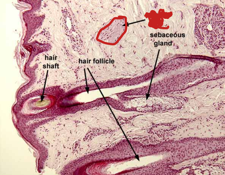 <p>Identify the labeled structure:</p>