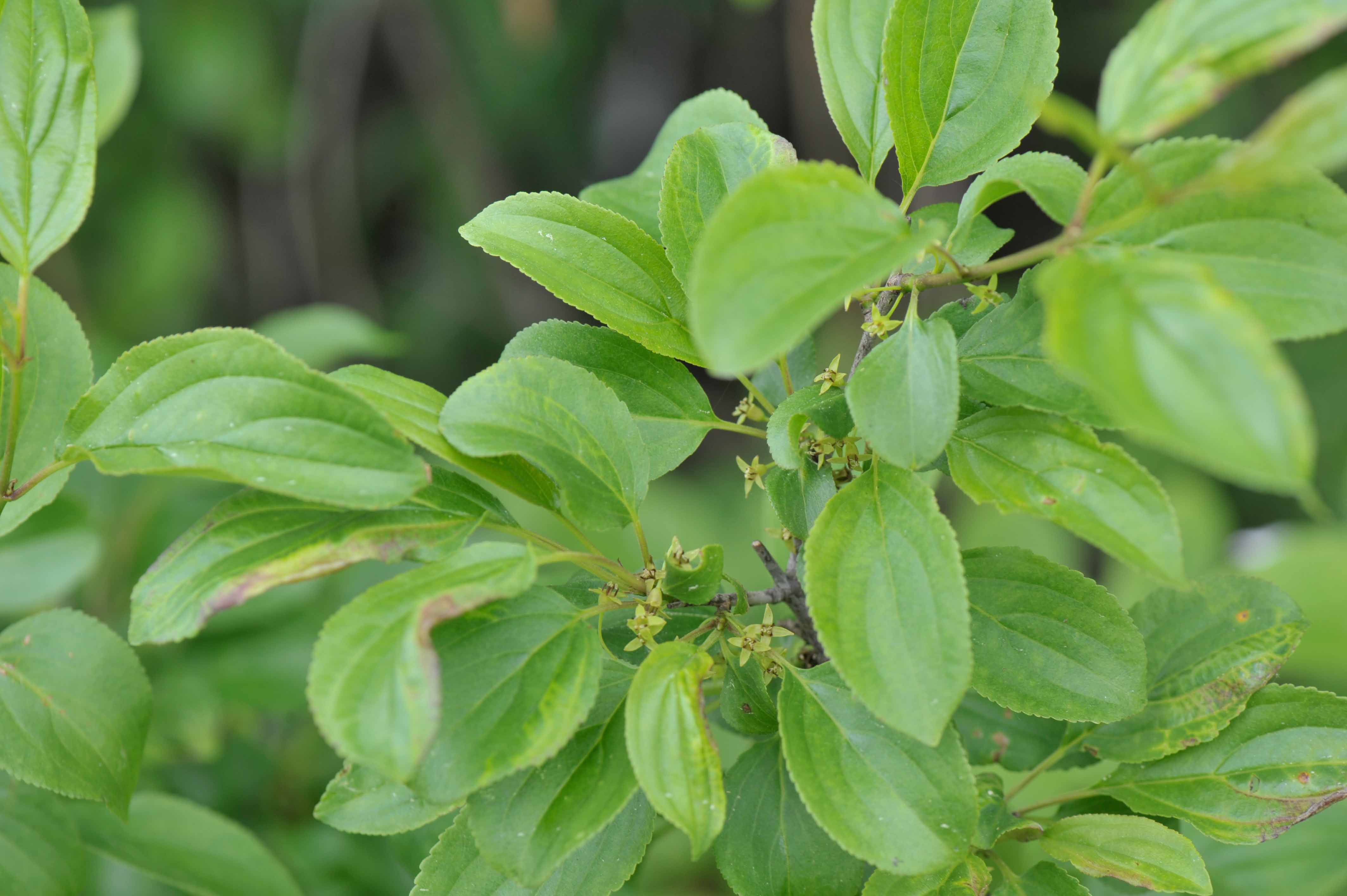 <p>Klasa <strong>RHAMNO-PRUNETEA</strong></p>