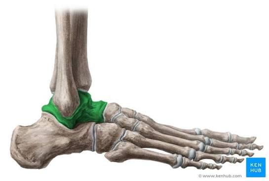 <p>The major ankle bone that connects the lower leg to the foot and transmits body weight</p>