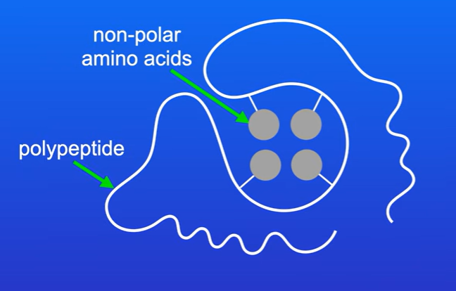 <p>Several amino acids have uncharged R groups, they are called non polar amino acids, these amino acids are not attracted to water so they are hydrophobic</p><p>Amino acids with hydrophobic R groups tend to cluster together so they can exclude water molecules (hydrophobic interactions), which tend to be found in centre of proteins</p>