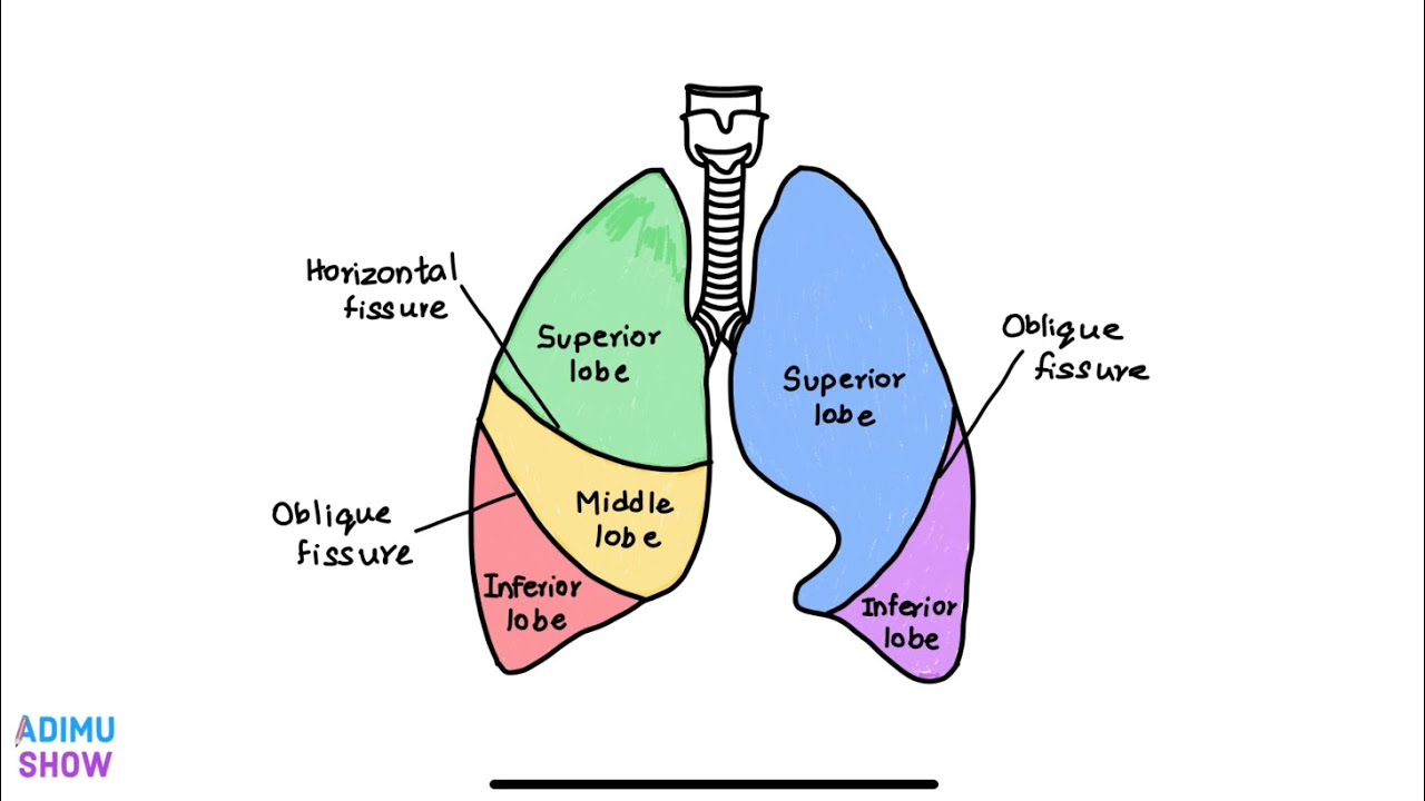 <ul><li><p>they are composed of elastic tissue that can stretch or recoil. </p></li><li><p>They extend from the base at the level of the diaphragm to the apex (top), which is above the first rib. </p></li><li><p>The heart lies between the right and left lungs. </p></li><li><p>Each lung is divided into lobes. </p><ul><li><p>Right lung: three lobes.</p></li><li><p>Left lung: two lobes. </p></li><li><p>Each lobe is subdivided into segments or lobules.</p></li></ul></li></ul><p></p>