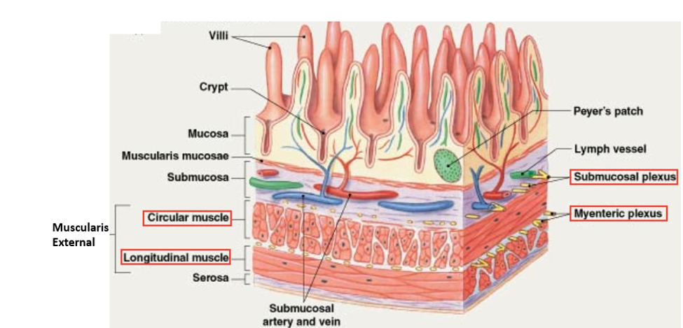 <p>A thick, smooth muscle layer found in most of the alimentary canal. Composed of two layers: </p><ul><li><p><strong>Inner circular layer</strong> of smooth muscle</p></li><li><p><strong>Outer longitudinal layer</strong> of smooth muscle </p></li><li><p>Also houses the myenteric plexus (Auerbach’s plexus)</p></li></ul><p></p>