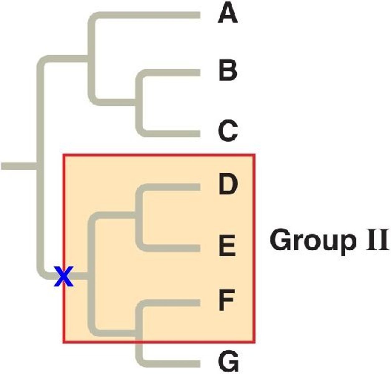 <p>Common ancestor with some descendants.</p>