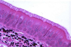 <p>Identify Tissue</p>