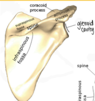 <p>separates the infraspinous and supraspinous fossa</p>