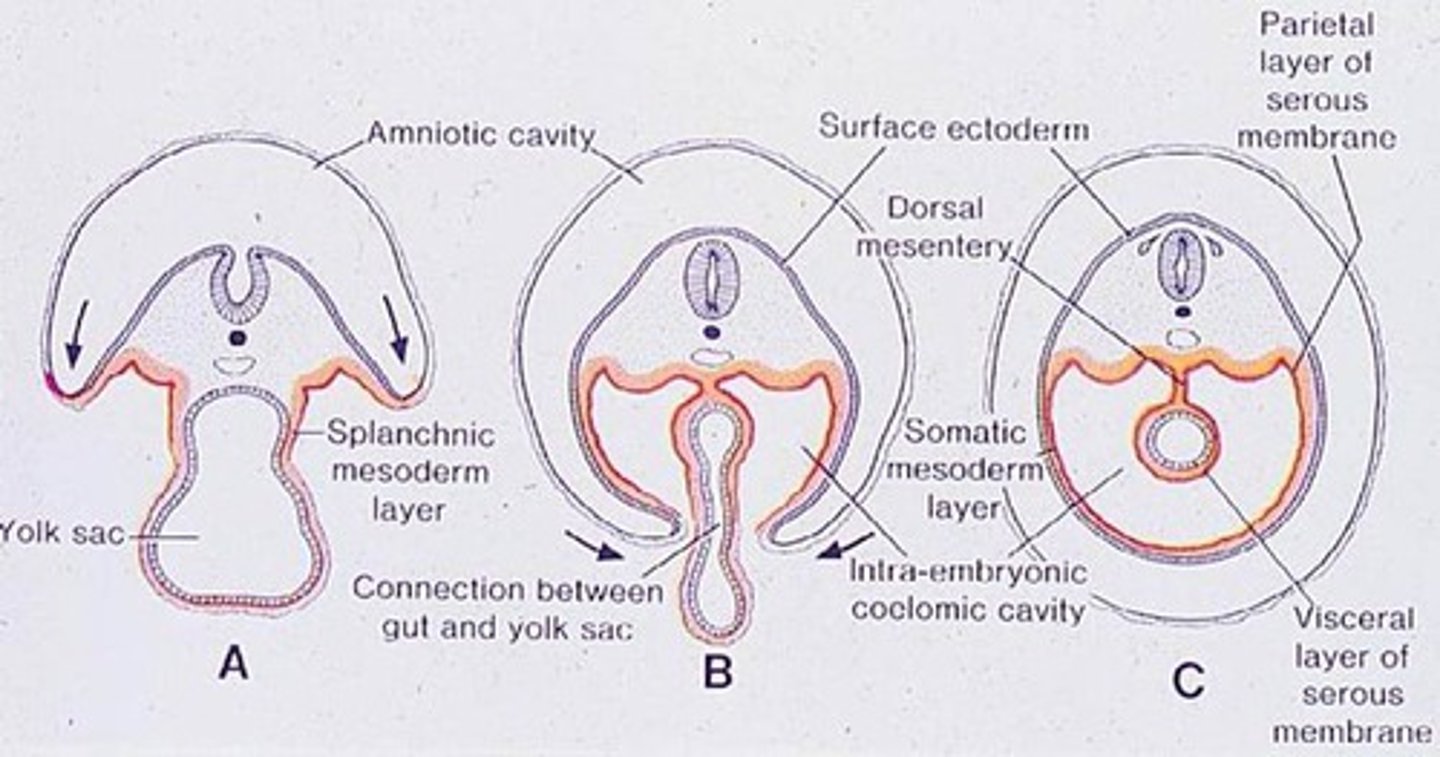 <p>Lateral folding that transforms the flat embryo into a cylindrical body shape.</p>