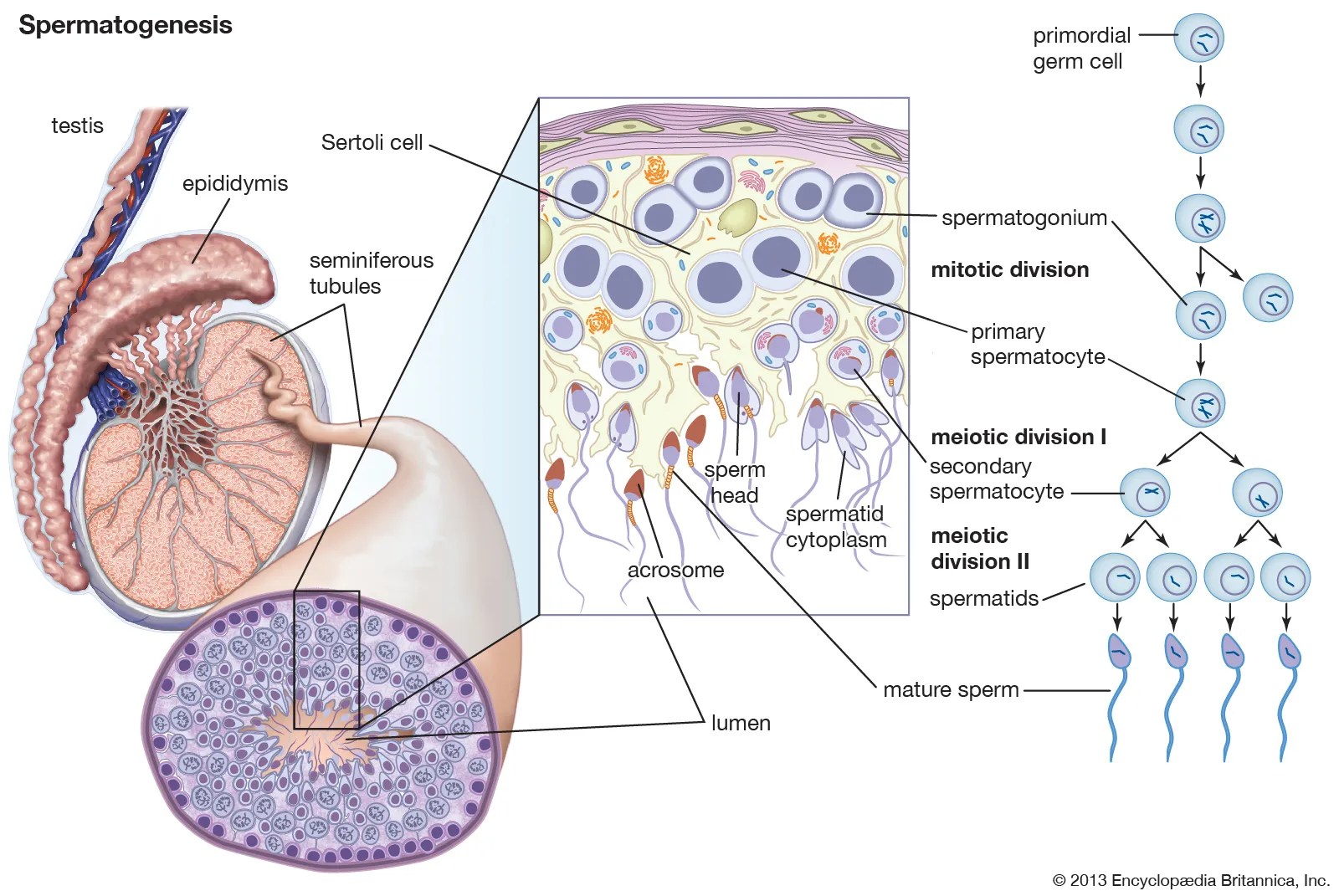 <p>Site of spermatogenesis</p>