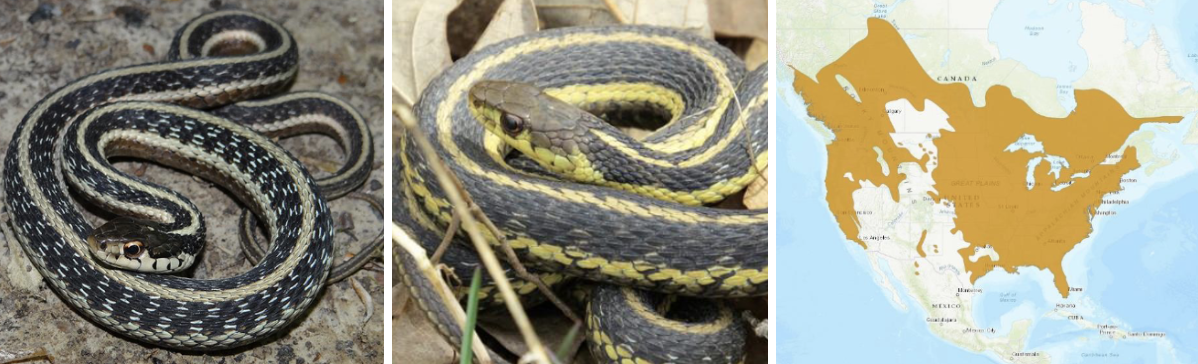 <ul><li><p><span style="background-color: transparent;"><strong>Habitat:</strong> </span><span>very adaptable but prefer moist grassy habitats</span></p></li><li><p><span style="background-color: transparent;"><strong>Diet:</strong> </span><span>earthworms, amphibians, slugs, smaller snakes, etc.</span></p></li><li><p><span style="background-color: transparent;"><strong>Characteristics:</strong> fairly small, keeled scales (rough appearance), range in color, </span><span>dark often checkered body, three lighter stripes run the length of their pattern</span><span style="background-color: transparent;"> (one down back, two on the sides)</span></p></li></ul><p></p>